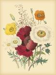 Bindweed, Plate 26 from "The Ladies" Flower Garden", Published 1842-Jane W. Loudon-Giclee Print