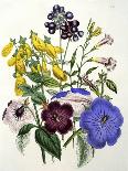 Cultivated Double Varieties of Anemone Coronarial, 1843-49-Jane W. Loudon-Giclee Print