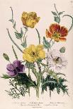 Cultivated Double Varieties of Anemone Coronarial, 1843-49-Jane W. Loudon-Giclee Print