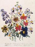 Spring Blooms-Jane W. Loudon-Giclee Print