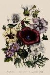 Poppies and Anemones, Plate 5 from "The Ladies" Flower Garden", Published 1842-Jane W. Loudon-Giclee Print
