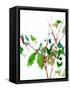 Canvas Black