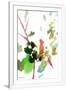 Gramercy White