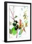Black Frame
