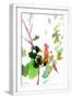 White Frame