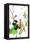 Canvas Black