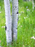 Flowering Cherry Tree, Seattle Arboretum, Washington, USA-Janell Davidson-Photographic Print