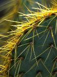 Cactus, Joshua Tree National Park, California, USA-Janell Davidson-Photographic Print