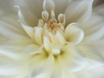 Close-up of Dahlia Flower-Janell Davidson-Photographic Print