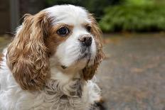 Cavalier King Charles Spaniel, on her driveway in Autumn. (PR)-Janet Horton-Photographic Print