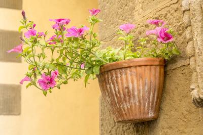 Cortona, Italy. Morning Glories growing in a vase-shaped pot on a stone wall.