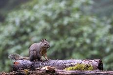 Douglas Squirrel standing on a log.-Janet Horton-Photographic Print