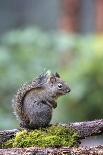 Issaquah, Washington State, USA. Douglas squirrel resting on the back of a wooden bench.-Janet Horton-Framed Photographic Print