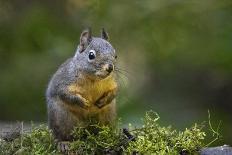 Issaquah, Washington State, USA. Douglas squirrel resting on the back of a wooden bench.-Janet Horton-Framed Photographic Print