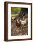 Chelsea Espresso
