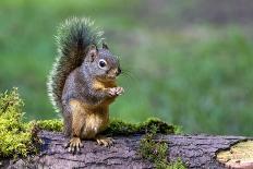 Issaquah, Washington State, USA. Western Gray Squirrel standing on a log eating a peanut-Janet Horton-Photographic Print