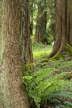 Douglas Squirrel standing on back paws on a moss-covered log.-Janet Horton-Photographic Print