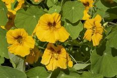 Hanging planters of Calibrachoa, or Million Bells or Trailing Petunia.-Janet Horton-Photographic Print