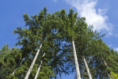 Squak Mountain, Issaquah, Washington. Douglas fir trees, aka Douglas Spruce and Oregon Pine.