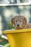 Ten week old Red Golden Retriever puppy, sitting in a wheelbarrow. (PR)-Janet Horton-Photographic Print