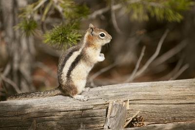Yellowstone National Park, Wyoming, USA. Golden-mantled ground squirrel standing on a log.