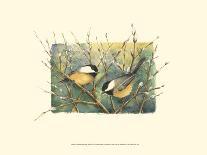 Nuthatch and Pine-Janet Mandel-Art Print