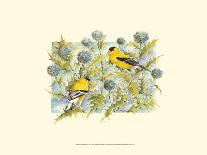 Nuthatch and Pine-Janet Mandel-Art Print