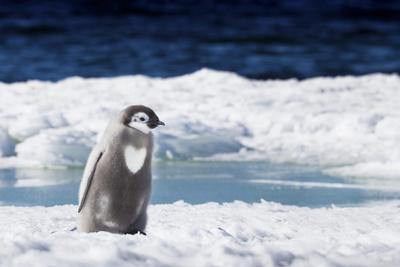Cape Washington, Antarctica. An Emperor Penguin Chick with Heart