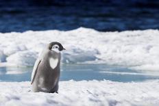 Cape Washington, Antarctica. An Emperor Penguin Chick with Heart-Janet Muir-Photographic Print