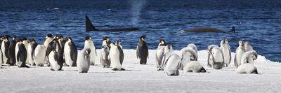 Snow Hill, Antarctica. Three Emperor Penguins Standing Tall-Janet Muir-Photographic Print
