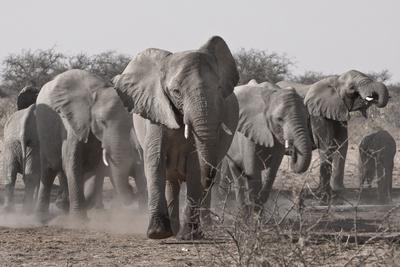 Etosha National Park, Namibia. Africa. a Herd of Bush Elephants