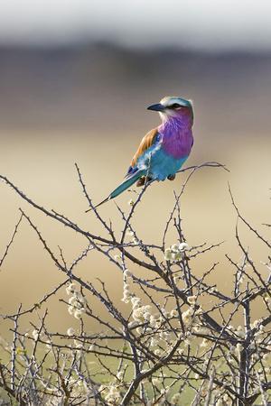 Etosha National Park, Namibia. Lilac-Breasted Roller