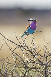 Etosha National Park, Namibia. Lilac-Breasted Roller-Janet Muir-Photographic Print
