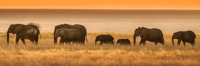 Etosha NP, Namibia, Africa. Elephants Walk in a Line at Sunset