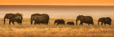 Skeleton Coast, Namibia. Surf-Janet Muir-Photographic Print