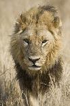 Okavango Delta, Botswana. Close-up of a Male Lion Approaching Head On-Janet Muir-Photographic Print