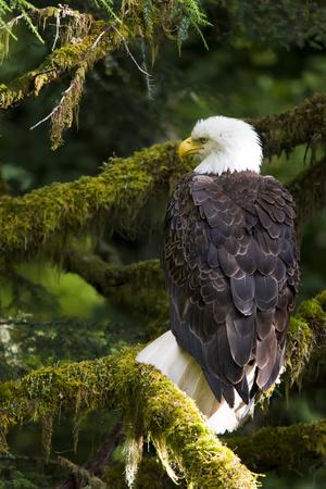 Raptor Center, Sitka, Alaska. Close-up of a Bald Eagle Sitting in Tree