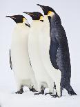 Snow Hill, Antarctica. Three Emperor Penguins Standing Tall-Janet Muir-Photographic Print