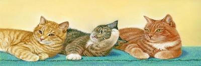 Tabbies-Janet Pidoux-Giclee Print