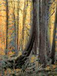 Path Through Forest  3-Janet Slater-Photographic Print