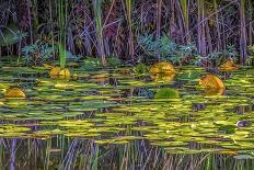Lily Pads 1-Janet Slater-Photographic Print