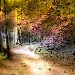 Forest Aglow-Janet Slater-Photographic Print