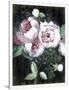 Gramercy White