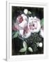 Gramercy White