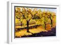 White Frame