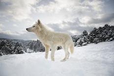 Arctic Wolf (Canis Lupus Arctos), Montana, United States of America, North America-Janette Hil-Photographic Print