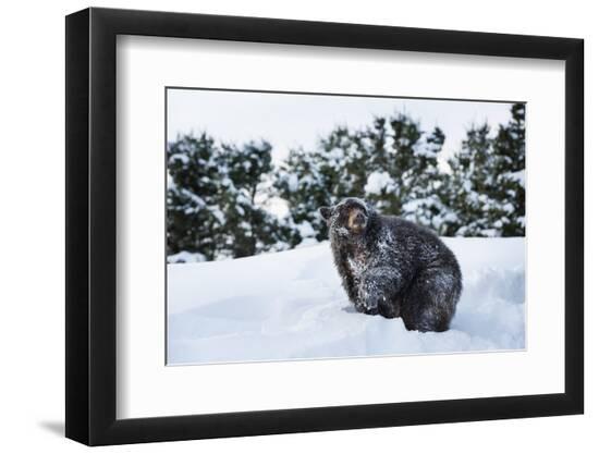 Premium Photographic Print, , large