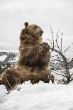 Brown Bear (Grizzly) (Ursus Arctos), Montana, United States of America, North America-Janette Hil-Photographic Print