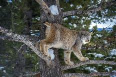 Brown Bear (Grizzly) (Ursus Arctos), Montana, United States of America, North America-Janette Hil-Photographic Print