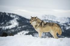 Grey Wolf (Timber Wolf) (Canis Lupis), Montana, United States of America, North America-Janette Hil-Photographic Print